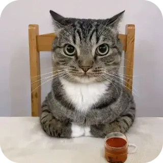 🐱 猫, お茶, 動物, ペット, 飼い猫, テーブル, 椅子 telegram sticker