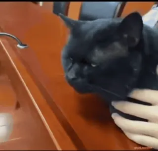 😔 猫, 黑猫, 动物, 宠物 whatsapp sticker