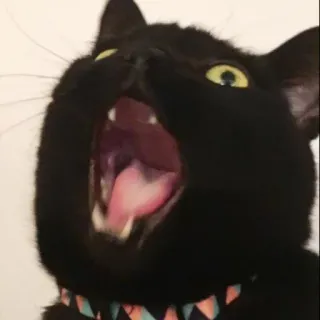 😵 cat, black cat, pet, yawning, animal, domestic animal whatsapp sticker