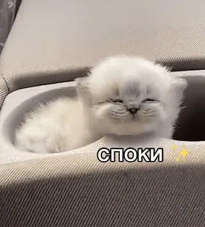 ✨ споки кот, котенок, милый, сонный, отдыхает telegram sticker
