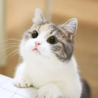 🤔 猫, 小猫, 可爱, 动物, 宠物, 家养, 猫科 telegram sticker