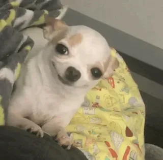 🐶 chihuahua, hund, haustier, süß, tier, kleiner hund telegram sticker
