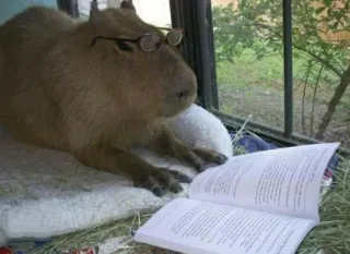 📖 Capybara, Ron rongeur, Lecture, Lunettes, Animal, Mammifère whatsapp sticker