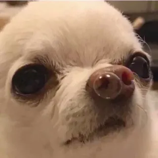 🐾 Hund, Chihuahua, Haustier, Tier, süß, lustig, Meme telegram sticker
