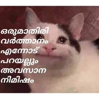🥺 ഒരുമാതിരി വര്‍ത്തമാനം എന്നോട് പറയല്ലും അവസാനം നിമിഷം cat, meme, funny, sad, animal telegram sticker