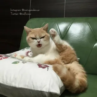 🤬 INSTAGRAM @mamugaeodoryo
Twitter @moficious gatto, divertente, animale, seduto, posa, gatto domestico telegram sticker