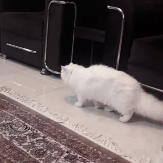 ✨ 猫, 白色, 波斯猫, 家养动物, 宠物, 室内, 地毯 whatsapp sticker
