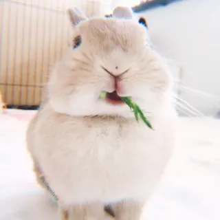 🐰 bunny, rabbit, animal, cute, pet, mammal, herbivore whatsapp sticker