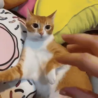 🤩 gato, gato naranja, lindo, mascota, animal, gatito whatsapp sticker