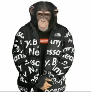 🖕 NECESSARY scimmia, scimmia antropomorfa, stile, streetwear, giacca, meme, animale, divertente telegram sticker