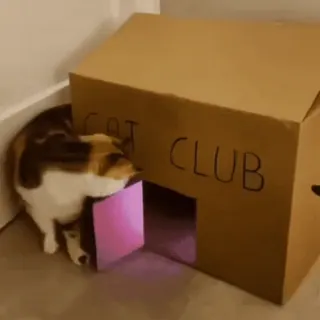 🤩 CAT CLUB kat, club, karton, huisdier, dier, huis, grappig whatsapp sticker