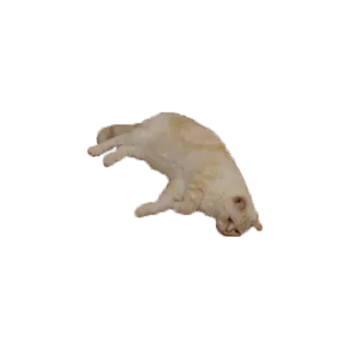 meson&mog telegram stickers