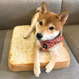 🍞 shiba inu, anjing, roti, imut, hewan whatsapp sticker