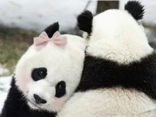 😕 panda, animais, fofo, mamífero, vida selvagem, urso, abraço, amor telegram sticker