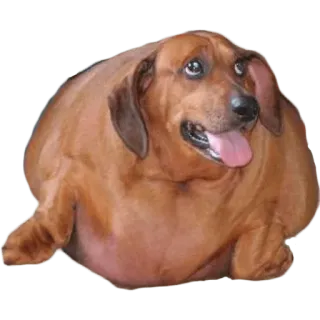 😢 cane, bassotto, animale domestico, animale, carino, salsiccia telegram sticker