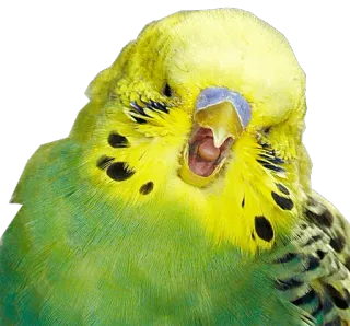 😀 pássaro, periquito, verde, amarelo, fofo, animal telegram sticker