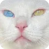 🤩
