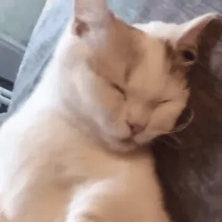 🐈 cat, sleeping, animal, pet, cute, domestic, feline telegram sticker