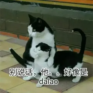 🙊 别说话，他。。好像是dalao gato, animal, meme, engraçado whatsapp sticker