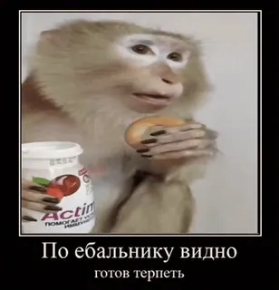 🥛 По ебальнику видно
готов терпеть 원숭이, 밈, 웃긴, 동물, 농담 telegram sticker