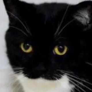🐾 Katze, Tuxedo Katze, Tier, Haustier, Säugetier telegram sticker
