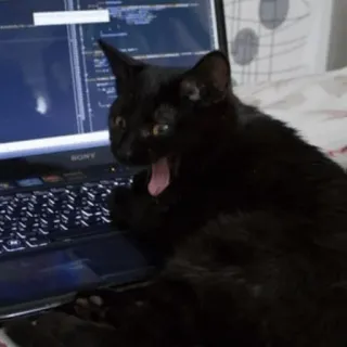 🖥 gato, laptop, codificação, programação, animal, gato preto, bocejo whatsapp sticker