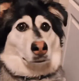 🐣 perro, lindo, animal, husky, mascota, animal doméstico, primer plano, gracioso telegram sticker