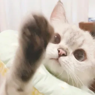 🐱 cat, cute, pet, animal, kitten, domestic cat whatsapp sticker