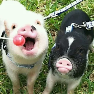 🐷 świnia, zwierzę domowe, zwierzę, słodki, mini świnka, lizak telegram sticker