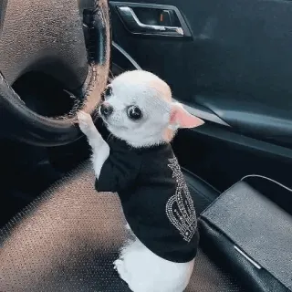 🐾 Hund, Chihuahua, Autofahren, Auto, Tier, Haustier, niedlich telegram sticker