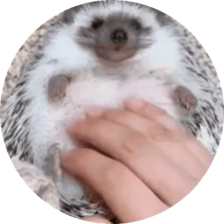 🌟 nhím, động vật, thú cưng, dễ thương, động vật có vú, tay, nhà telegram sticker