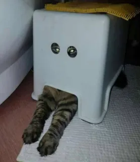😈 gatto, animale, animale domestico, divertente, carino, domestico, gattino, sgabello telegram sticker