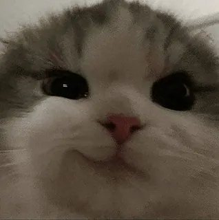 😏 cat whatsapp sticker