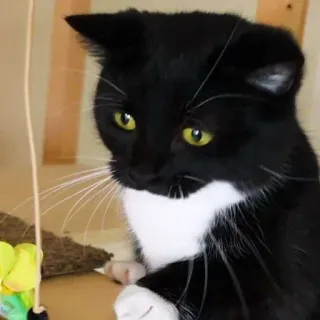 🐾 Katze, Smoking Katze, Haustier, Tier, süß, spielerisch, schwarz-weiße Katze, Hauskatze telegram sticker
