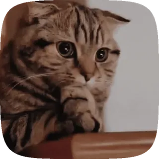 🐱 cat, animal, domestic animal, pet, mammal telegram sticker