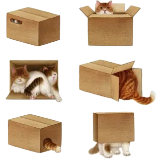 📦 고양이, 상자, 새끼 고양이, 귀여운, 웃긴, 동물 telegram sticker