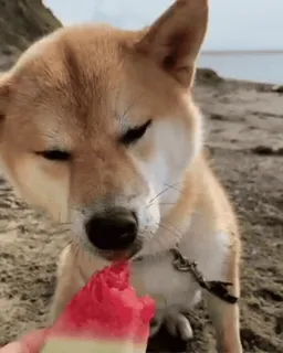 🍉 pies, shiba inu, arbuz, plaża, zwierzę, słodki, zwierzę domowe telegram sticker