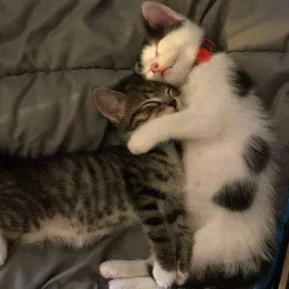 👩‍❤️‍👩 小猫, 猫, 动物, 拥抱, 睡觉, 可爱 telegram sticker