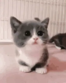 ❤ kucing, anak kucing, imut, hewan peliharaan, hewan, hewan peliharaan, kucing kecil telegram sticker