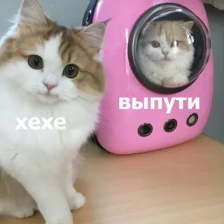 🙈 xexe выпути коты, переноска для животных, милые, животные, мемы telegram sticker