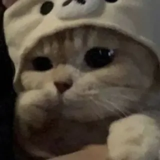 🤨 猫, 可爱, 动物, 小猫, 宠物, 家畜 telegram sticker
