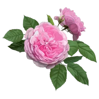 🌸 роза, цветок, розовый, цветочный, природа, растение, цветение, цветок telegram sticker