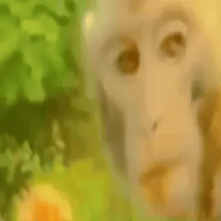 🥴 singe, animal, faune, primate, nature whatsapp sticker