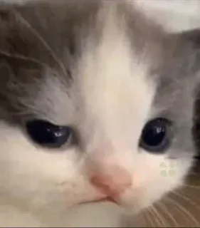 😾 kitten, cat, animal, cute, pet, feline whatsapp sticker