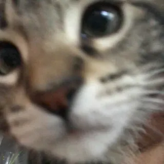 🥺 gatto, animale, animale domestico, animale domestico, mammifero telegram sticker