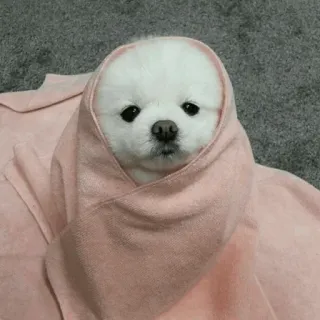 🐶 Hund, Welpe, süß, Tier, Haustier, Porträt telegram sticker