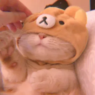 🥓 кот, котенок, питомец, животное, медведь, милый, шляпа telegram sticker