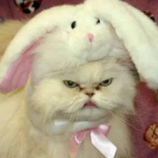 😂 gatto, coniglio, pasqua, animale domestico, animale, soffice, cappello telegram sticker
