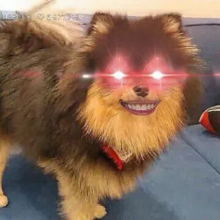 🤤 perro, animal, tenebroso, gracioso, meme, mascota telegram sticker