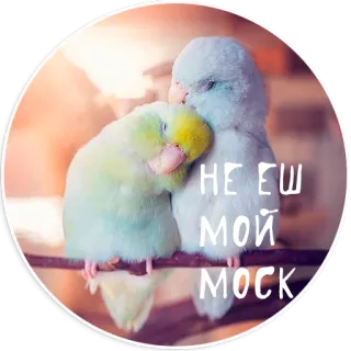 🤐 НЕ ЕШ МОЙ МОСК oiseaux, perruches, perruches, mignon, animaux, texte russe telegram sticker